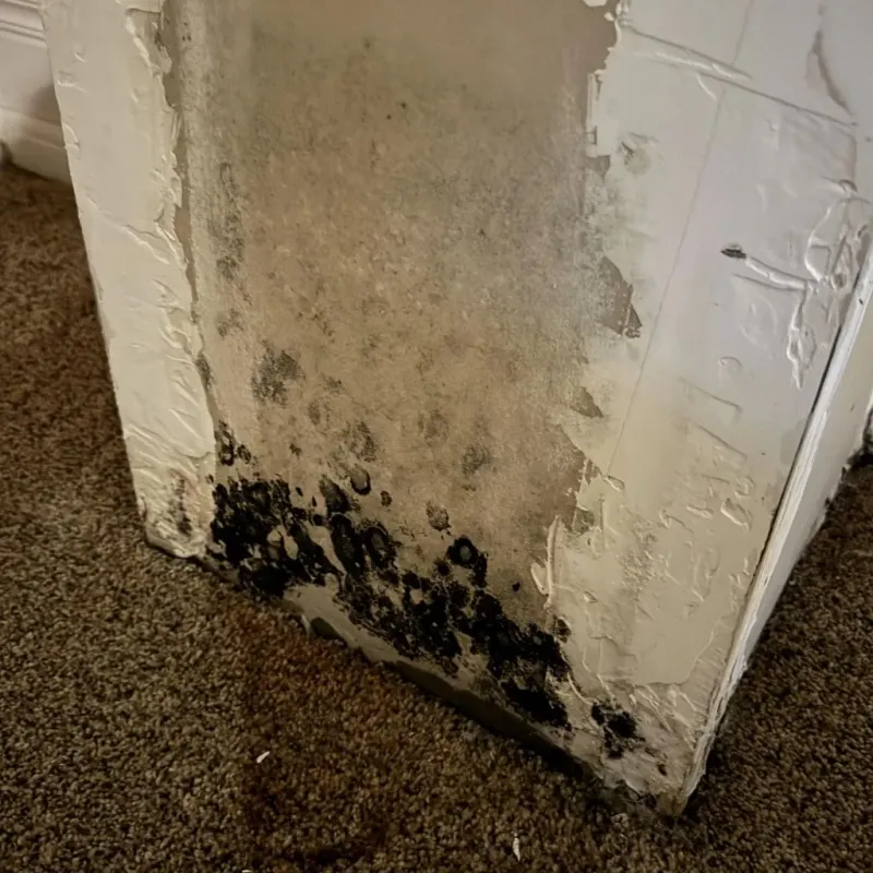 Professional Mold Removal in Madison County, FL
